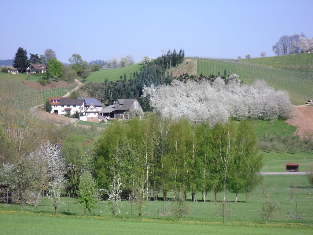 Ferienwohnung Am Weinberg Oberkirch  Luaran gambar